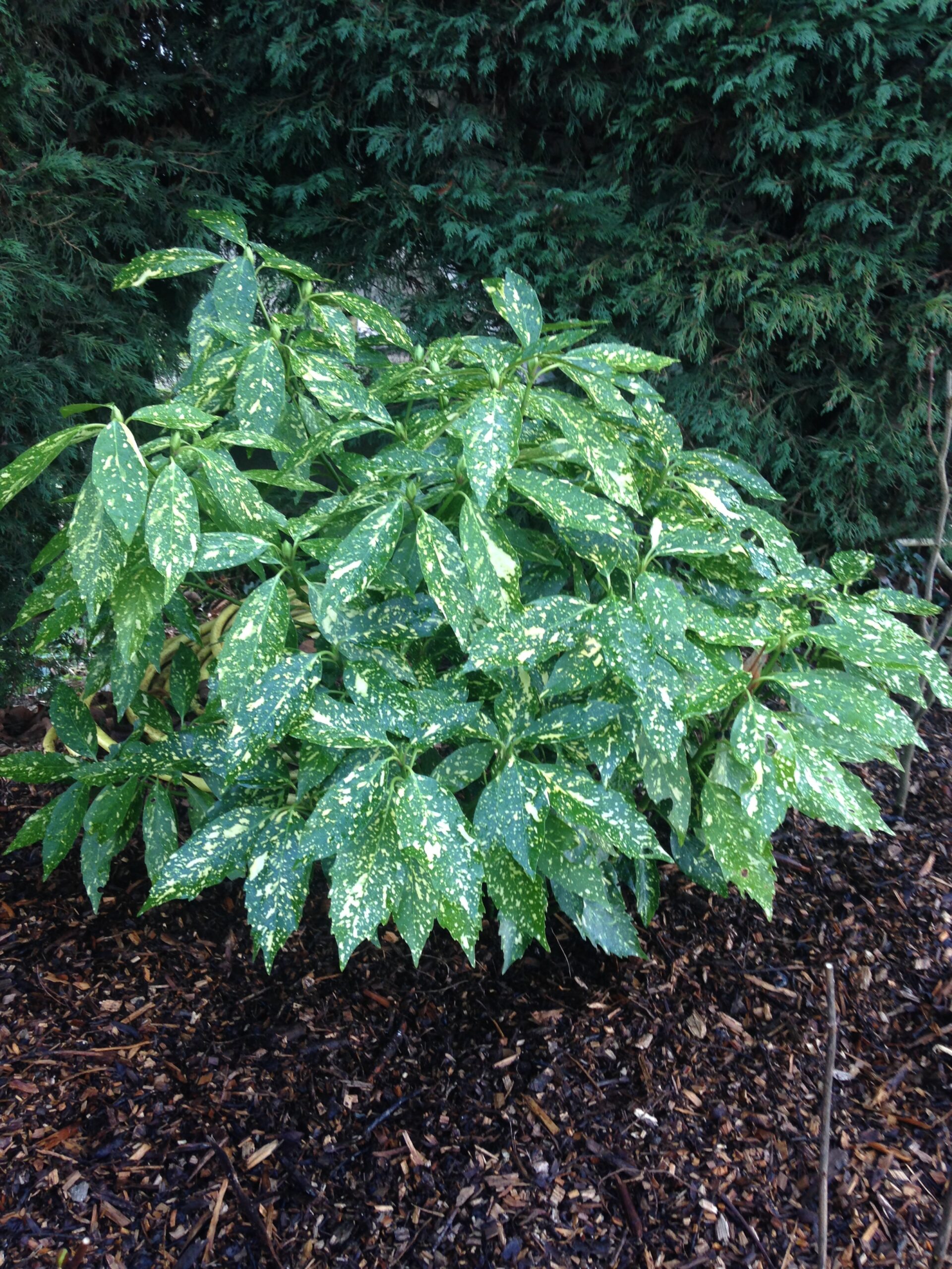 AUCUBA japonica 'Crotonifolia' - Les Plantes de Tonio